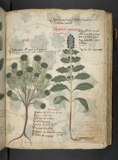 Añadir MS 41623 "A herbal", Belluno (tinta y color sobre vitela) de Italian School