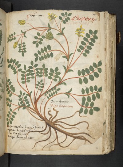 Añadir MS 41623 "A herbal", Belluno (tinta y color sobre vitela) de Italian School