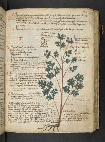Añadir MS 41623 "A herbal", Belluno (tinta y color sobre vitela) de Italian School