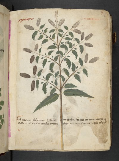 Añadir MS 41623 "A herbal", Belluno (tinta y color sobre vitela) de Italian School