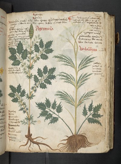 Añadir MS 41623 "A herbal", Belluno (tinta y color sobre vitela) de Italian School