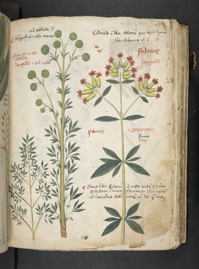 Añadir MS 41623 "A herbal", Belluno (tinta y color sobre vitela) de Italian School