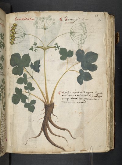 Añadir MS 41623 "A herbal", Belluno (tinta y color sobre vitela) de Italian School