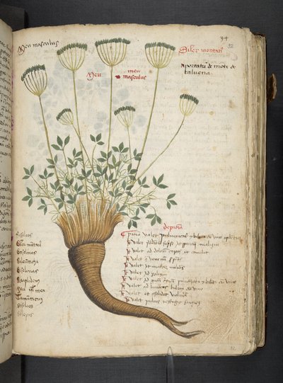 Añadir MS 41623 "A herbal", Belluno (tinta y color sobre vitela) de Italian School