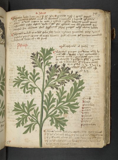 Añadir MS 41623 "A herbal", Belluno (tinta y color sobre vitela) de Italian School