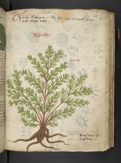 Añadir MS 41623 "A herbal", Belluno (tinta y color sobre vitela) de Italian School