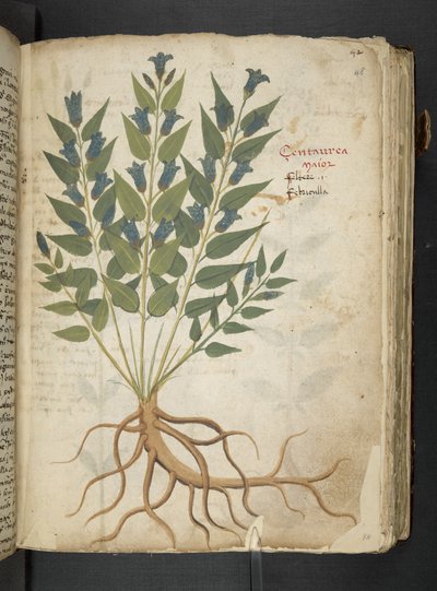 Añadir MS 41623 "A herbal", Belluno (tinta y color sobre vitela) de Italian School