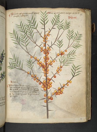 Añadir MS 41623 "A herbal", Belluno (tinta y color sobre vitela) de Italian School