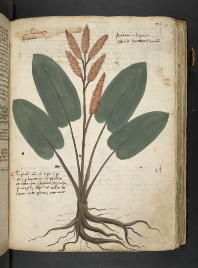 Añadir MS 41623 "A herbal", Belluno (tinta y color sobre vitela) de Italian School