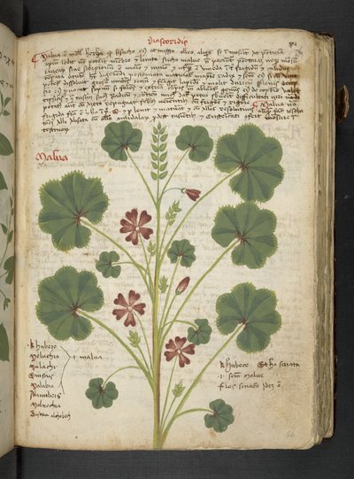 Añadir MS 41623 "A herbal", Belluno (tinta y color sobre vitela) de Italian School
