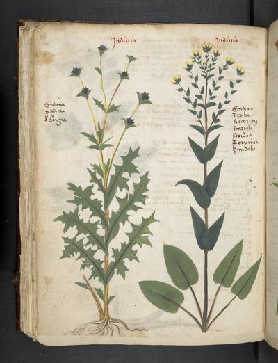 Añadir MS 41623 "A herbal", Belluno (tinta y color sobre vitela) de Italian School