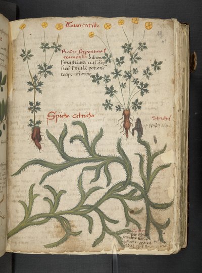 Añadir MS 41623 "A herbal", Belluno (tinta y color sobre vitela) de Italian School