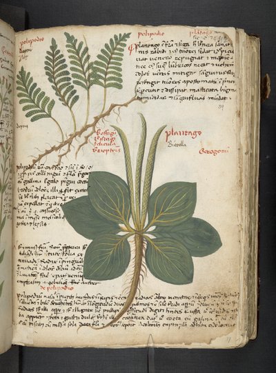 Añadir MS 41623 "A herbal", Belluno (tinta y color sobre vitela) de Italian School