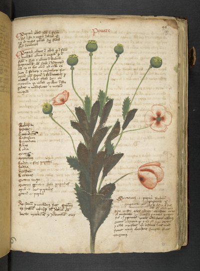 Añadir MS 41623 "A herbal", Belluno (tinta y color sobre vitela) de Italian School