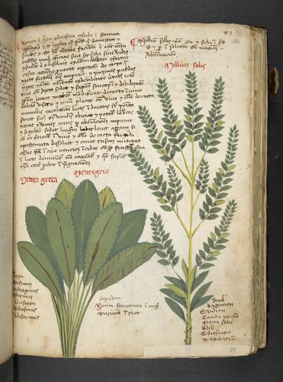 Añadir MS 41623 "A herbal", Belluno (tinta y color sobre vitela) de Italian School