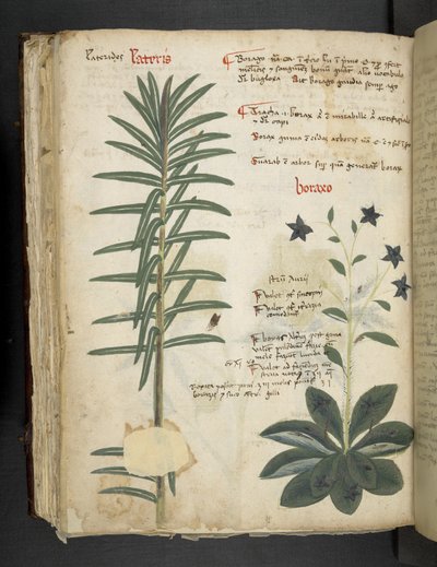 Añadir MS 41623 Boraxo (o "Borage") de "A herbal", Belluno (tinta y color sobre vitela) de Italian School