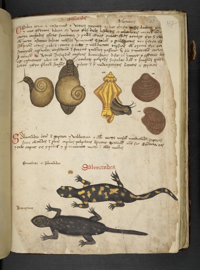 Añadir MS 41623 Chiocciole y Salamandra, de "A herbal", Belluno (tinta y color sobre vitela) de Italian School