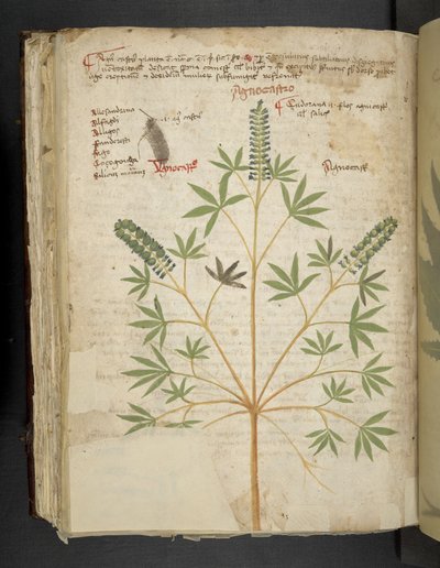 Añadir MS 41623 f.101v "A herbal", Belluno (tinta y color sobre vitela) de Italian School