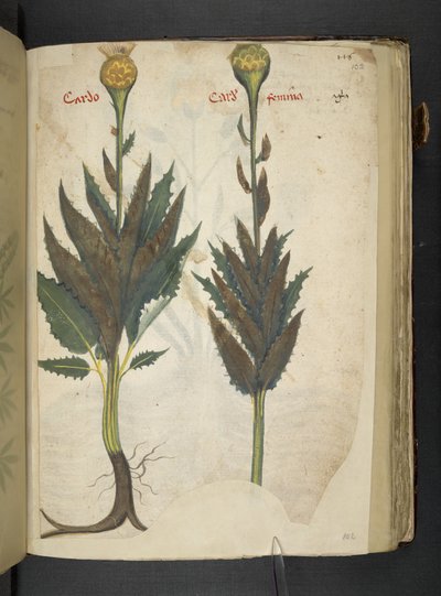 Añadir MS 41623 f.102r Cardo "A herbal", Belluno (tinta y color sobre vitela) de Italian School