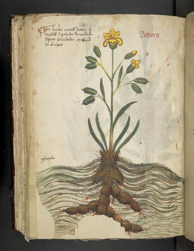 Añadir MS 41623 f.102v Achoro, de "A herbal", Belluno (tinta y color sobre vitela) de Italian School