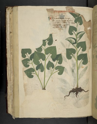 Añadir MS 41623 f.104v Anthurium, de "A herbal", Belluno (tinta y color sobre vitela) de Italian School