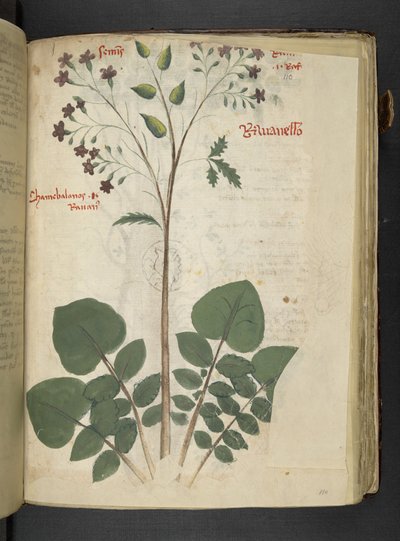 Añadir MS 41623 f.110r "Una hierba", Belluno (tinta y color sobre vitela) de Italian School