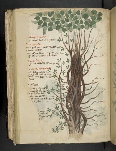 Añadir MS 41623 f.110v Manglar, de una "hierba A", Belluno (tinta y color sobre vitela) de Italian School