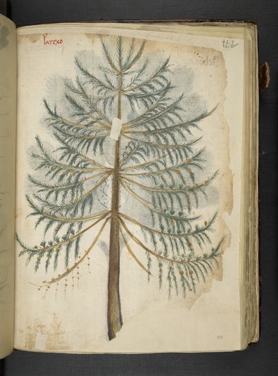 Añadir MS 41623 f.111r "A herbal", Belluno (tinta y color sobre vitela) de Italian School