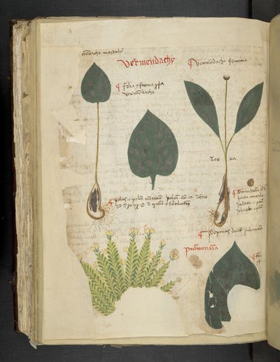 Añadir MS 41623 f.112v Pulmonaria, de "A herbal", Belluno (tinta y color sobre vitela) de Italian School