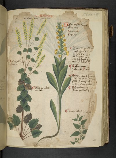Añadir MS 41623 f.113r "A herbal", Belluno (tinta y color sobre vitela) de Italian School