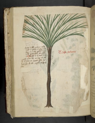 Añadir MS 41623 f.113v Tarro Arboro, de "A herbal", Belluno (tinta y color sobre vitela) de Italian School