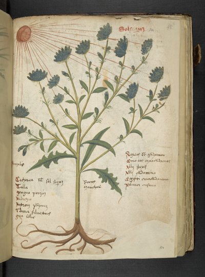 Añadir MS 41623 f.114r "A herbal", Belluno (tinta y color sobre vitela) de Italian School