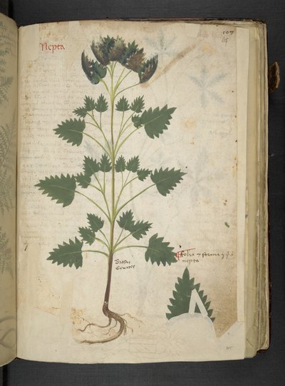 Añadir MS 41623 f.115r Nepta, de "A herbal", Belluno (tinta y color sobre vitela) de Italian School