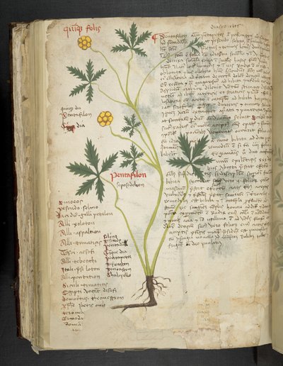 Añadir MS 41623 f.115v Pentafilon (o "Potentilla"), de "A herbal", Belluno (tinta y color sobre vitela) de Italian School