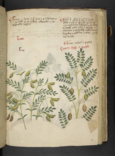 Añadir MS 41623 f.116r "A herbal", Belluno (tinta y color sobre vitela) de Italian School