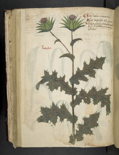 Añadir MS 41623 f.117v Cardo "A base de hierbas", Belluno (tinta y color sobre vitela) de Italian School