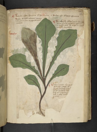 Añadir MS 41623 f.118r "Una hierba", Belluno (tinta y color sobre vitela) de Italian School