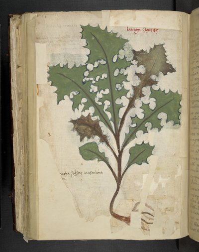 Añadir MS 41623 f.118v Hoja de diente de león, de "Una hierba", Belluno (tinta y color sobre vitela) de Italian School