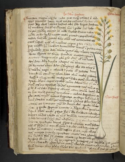 Añadir MS 41623 f.119v "A herbal", Belluno (tinta y color sobre vitela) de Italian School