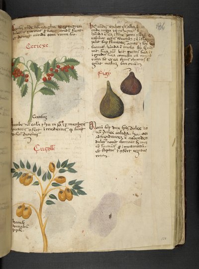 Añadir MS 41623 f.121r Árboles frutales e higos, de "Una hierba", Belluno (tinta y color sobre vitela) de Italian School