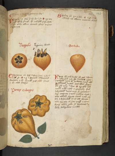 Añadir MS 41623 f.122r Pere Cotogne y Sorbo, de "A herbal", Belluno (tinta y color sobre vitela) de Italian School