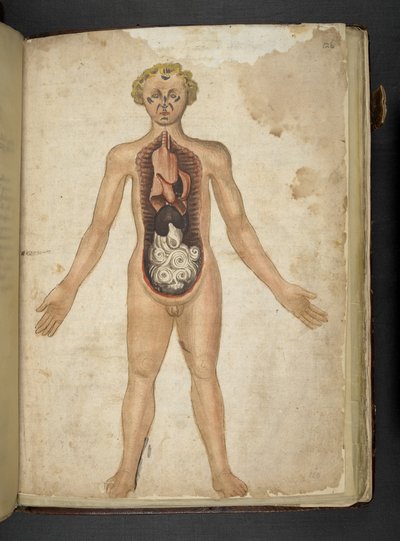 Añadir MS 41623 f.126r Los órganos internos de un ser humano, de "Una hierba", Belluno (tinta y color sobre vitela) de Italian School