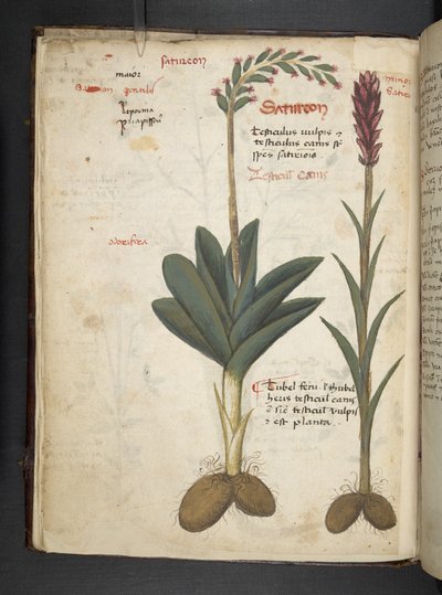 Añadir MS 41623 f.12v A de hierbas, Belluno (tinta y color sobre vitela) de Italian School