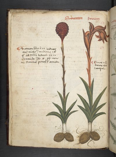 Añadir MS 41623 f.13v A herbal, Belluno (tinta y color sobre vitela) de Italian School