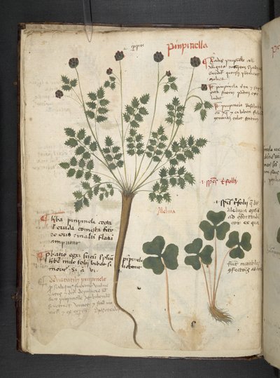 Añadir MS 41623 f.14v A herbal, Belluno (tinta y color sobre vitela) de Italian School