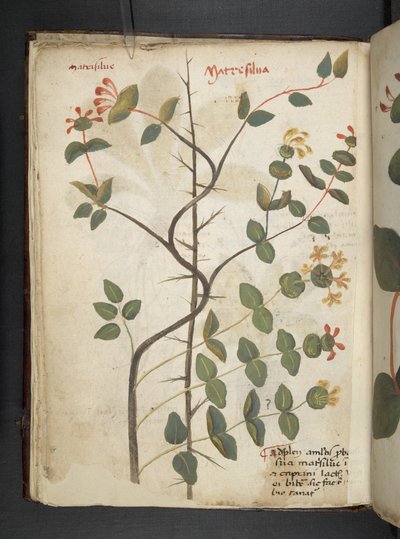 Añadir MS 41623 f.15v A herbal, Belluno (tinta y color sobre vitela) de Italian School