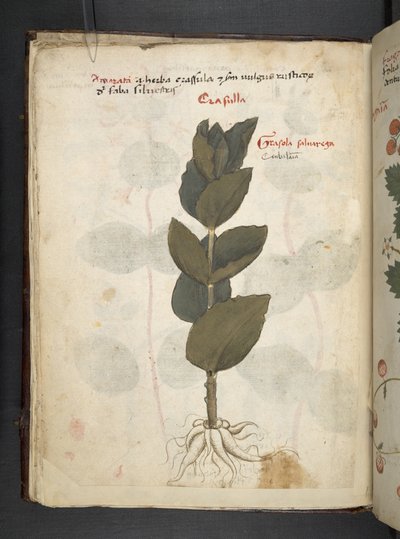 Añadir MS 41623 f.16v A herbal, Belluno (tinta y color sobre vitela) de Italian School