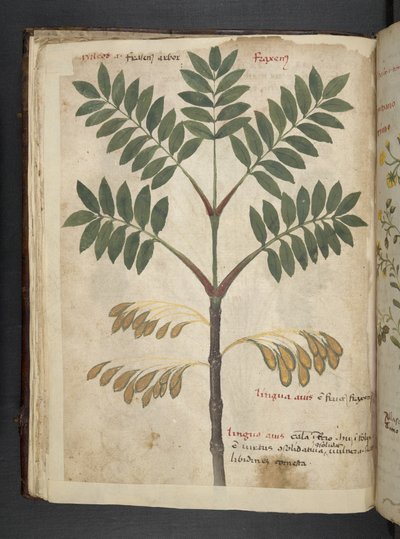 Añadir MS 41623 f.17v A herbal, Belluno (tinta y color sobre vitela) de Italian School