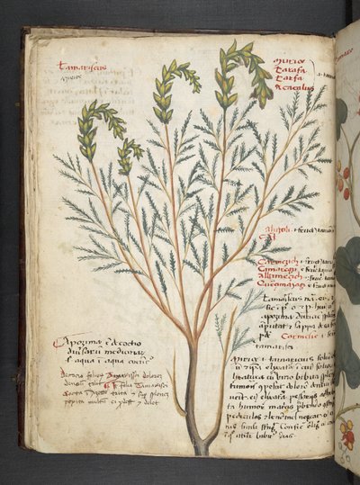 Añadir MS 41623 f.18v A herbal, Belluno (tinta y color sobre vitela) de Italian School