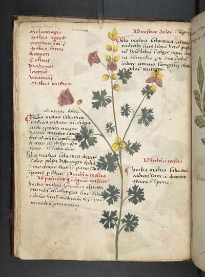 Añadir MS 41623 f.19v A herbal, Belluno (tinta y color sobre vitela) de Italian School